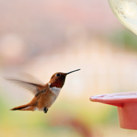 Hummingbird Nectar & Feeders