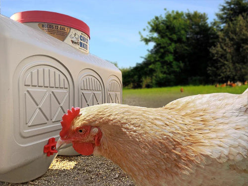 OverEZ Chicken Waterer