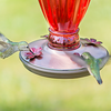 Perky-Pet® Daisy Vase Vintage Hummingbird Feeder - 18 oz Nectar Capacity