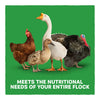 Blue Seal Home Fresh Multi-Flock Chick Starter Grower